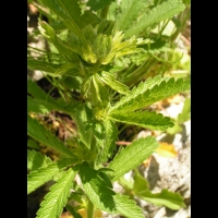 Potentilla Hookeriana (fam. Rosacees)(Am. du Nord)(05)